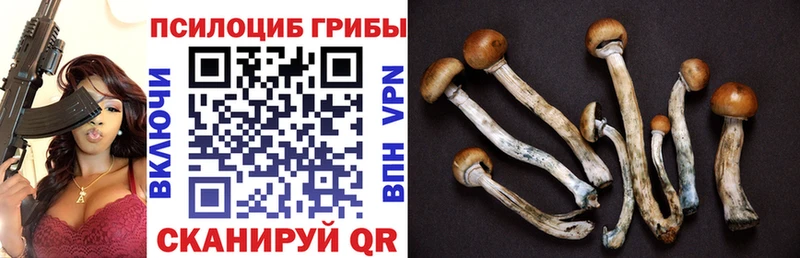 купить  сайты  Дмитров  Галлюциногенные грибы Psilocybine cubensis 
